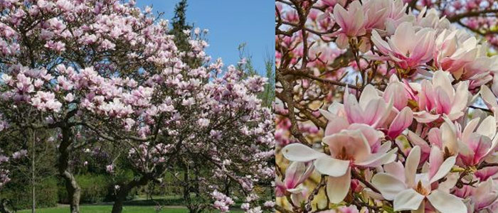 Árbol magnolia