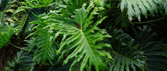 Filodendro / Philodendron