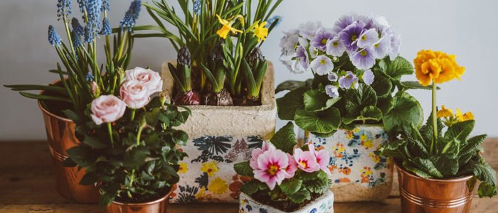 Plantas de Interior con Flor